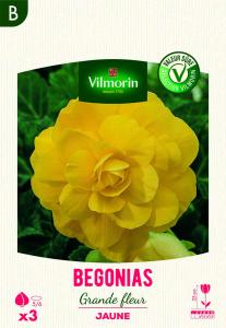 Bégonia Grande fleur jaune (x3)